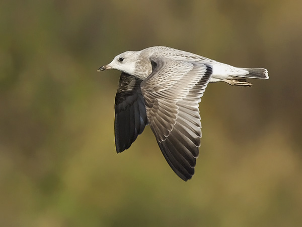 Kalalokki, Mew Gull, Larus canus